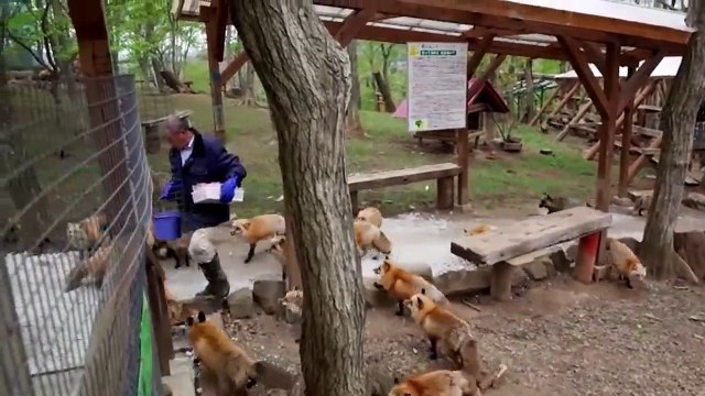 Japon: un village de renards fait le bonheur des touristes