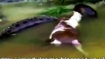 Giant Anaconda Snake Eating a Cow -Exclusive- Rare Video Clip