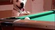 Dog starts playing pool -Amazing video- Video Dailymotion