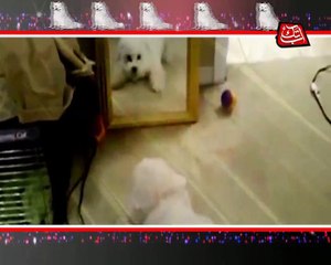Dog Vs Mirror JP Edit By Amin Afridi