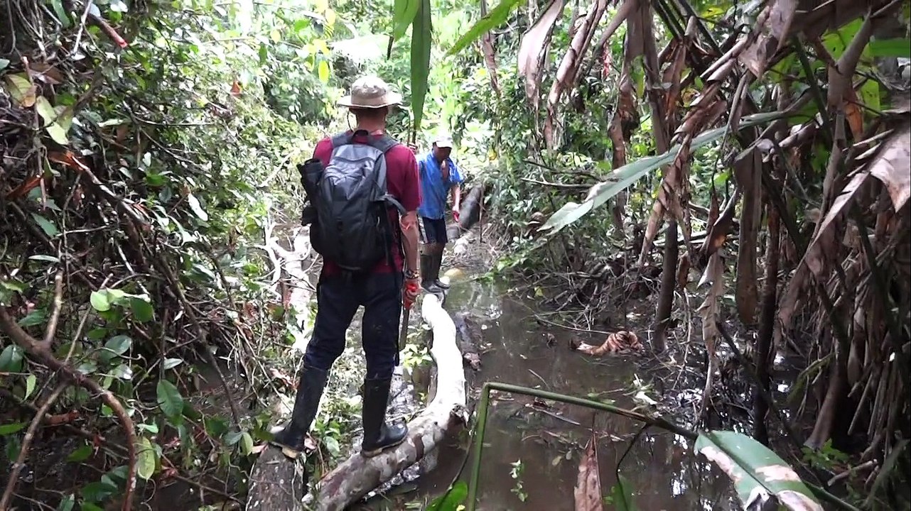 amazonas balade en forêt après la pluie