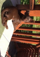 Deaf Puppy Practices Sign Language