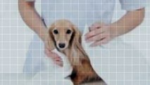 Veterinary Ultrasounds Website Intro