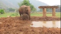 Yavru filin anne ve babasıyla çamur keyfi