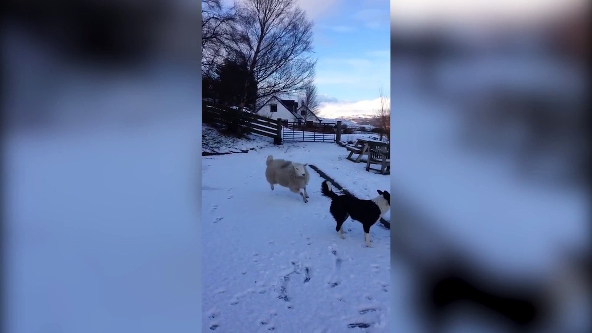 Pet Le Mouton Qui Se Prend Pour Un Chien Video Dailymotion