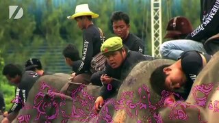 Thai Ladyboys Play Elephant Polo