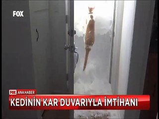 Dışarıya çıkmak isteyen kedinin kar duvarıyla imtihanı