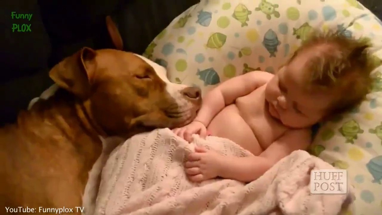 PitBulls vs baby
