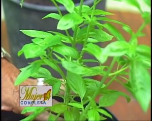 Planta tu propia albahaca en casa