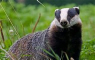 BBC Radio Oxford - Phil Gayle on the Badger cull being extended to Oxford 26Jan15