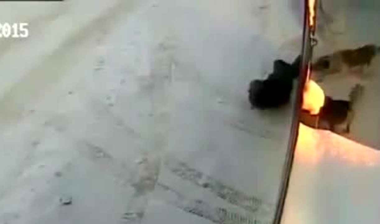 Quand un idiot taquine un chien