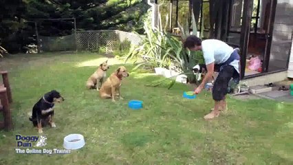 Dog Training Courses Online