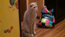 This cat is shocked - funny !