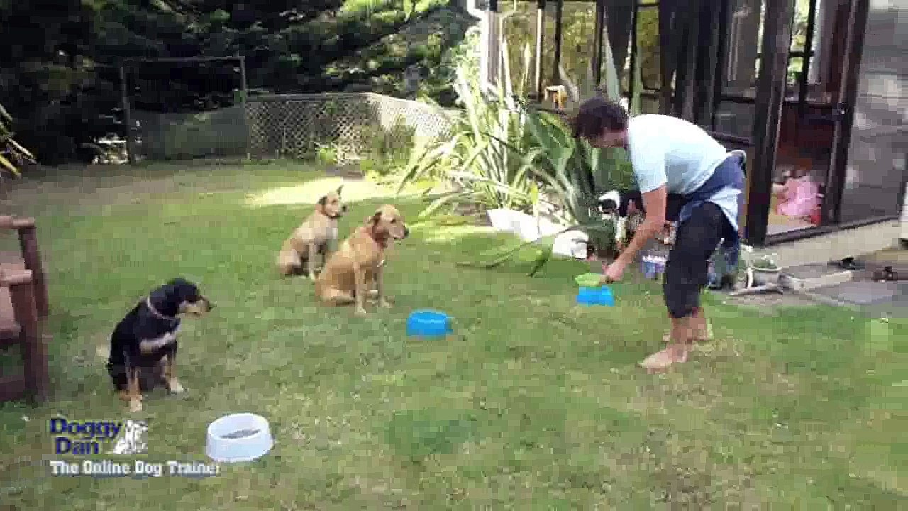 Dog training techniques