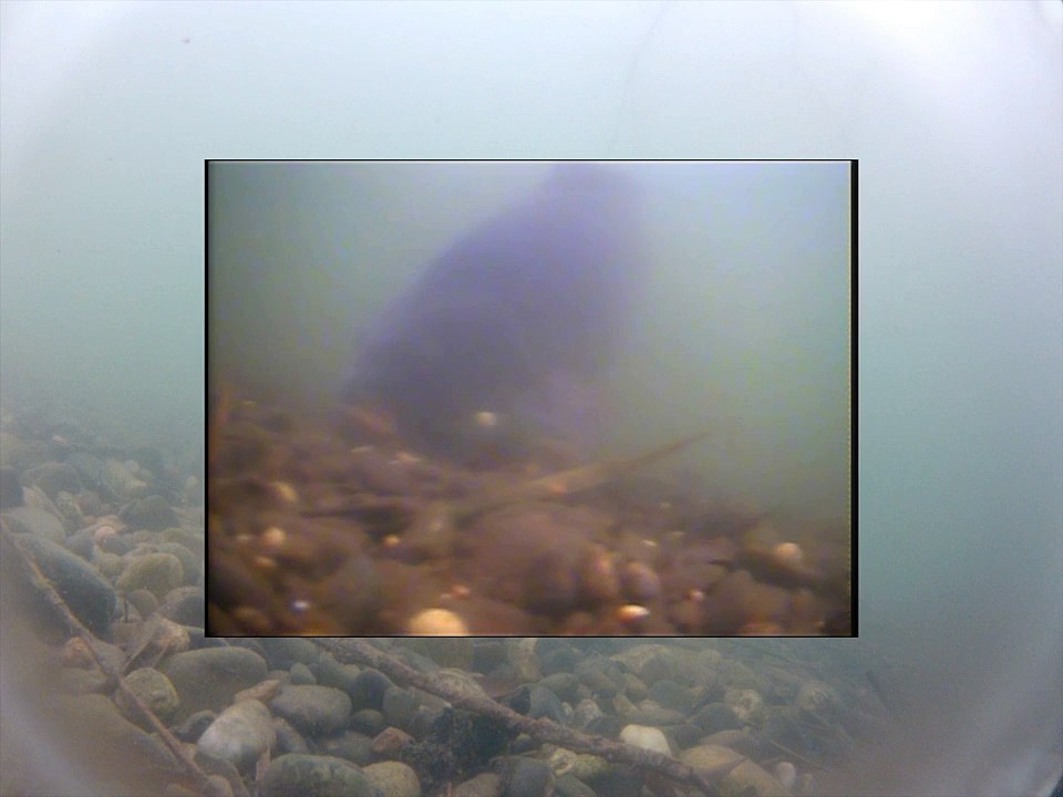 LE son des carpes !!! Séquence subaquatiques face à l amorcage.