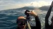 Buzos nadan con un tiburón ballena en Chichiriviche de la Costa