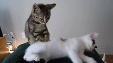 Kitten manual therapy - very funny !