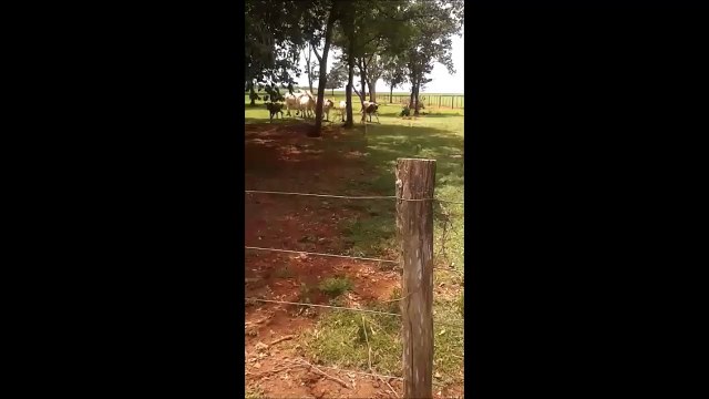 Crazy sheep attacks and knocks down a cow - so sad !