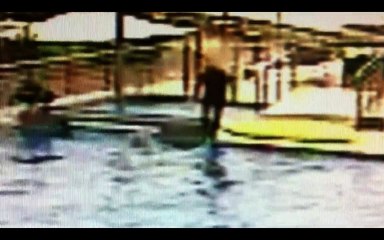 Voici pourquoi il ne faut aller jamais voir les dauphins dans un parc !