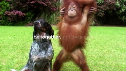 CUTE ANIMALS BEING FRIENDS in New Android Ad  | What's Trending Now