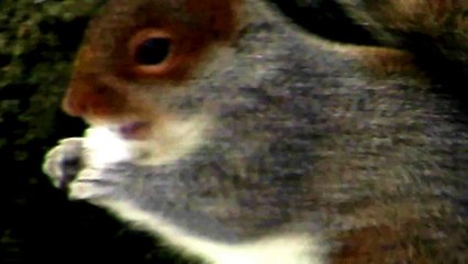 CCTV Footage Hungry Squirrel eating Snow