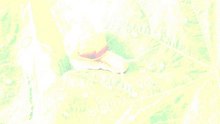 OPrint Serial - print free [2015]