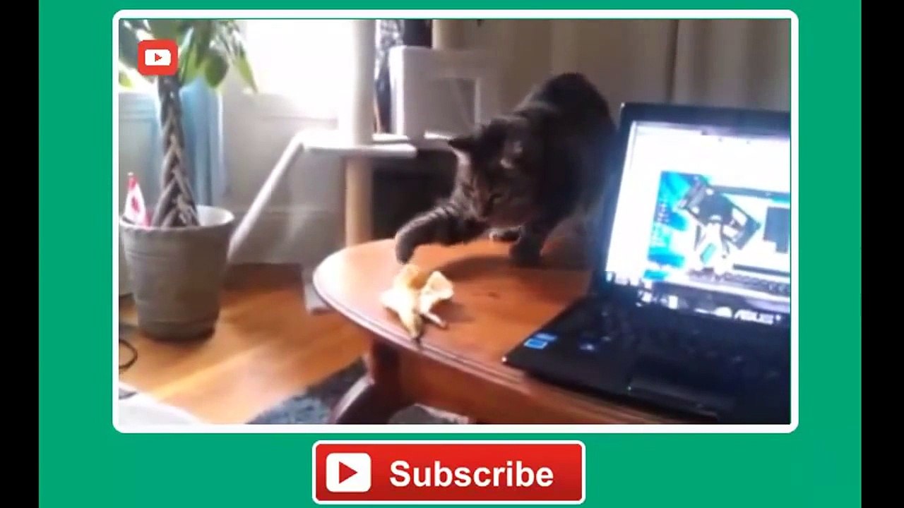 Scared Cats (720p)