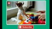 Funny Pets - AFV Musical Compilation - AFV - America's Funniest Home Videos (720p)