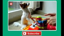 Funny Pets - AFV Musical Compilation - AFV - America's Funniest Home Videos (720p)