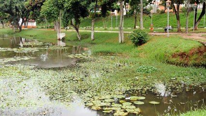 Lago que abastece região central de Holambra está tomado por aguapés