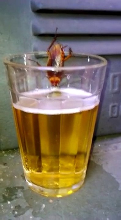 Big roach bug drinking a beer : big thirsty!