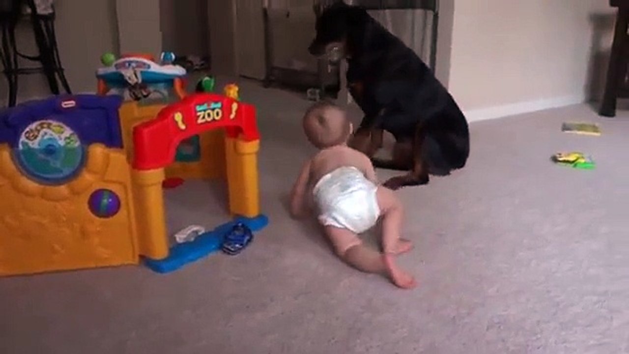 Rotvajler je ukrao bocu od bebe. Njena reakcija ća vas oduševiti!