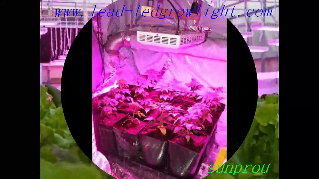 indoor led plant lighting with wholesale price
