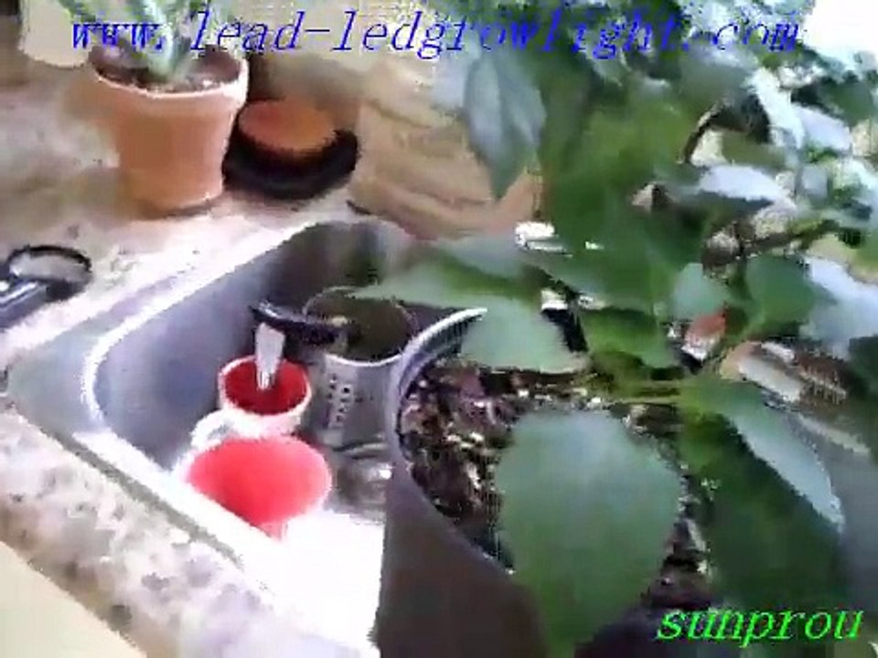 new led plant light for indoor plant lighting