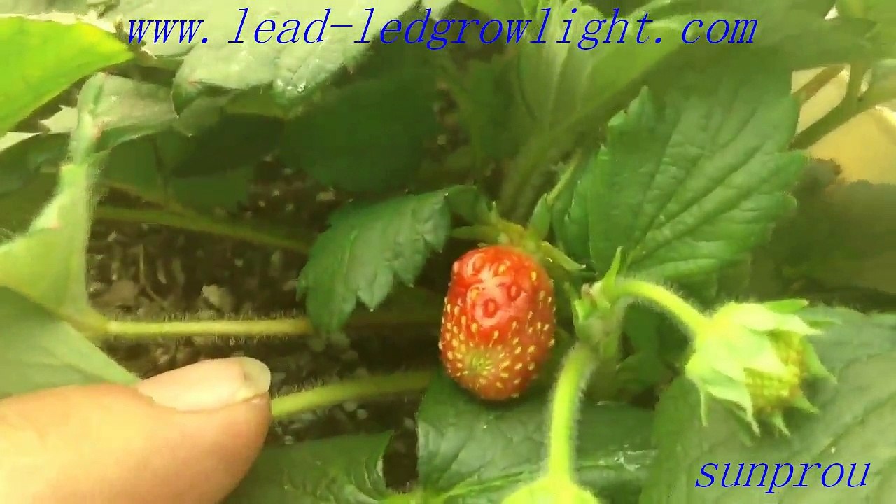 led indoor plant lighting lamp for indoor plant lighting