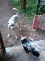 HaHaHaHa-what happened when a Dog Fight With Rooster - Video Dailymotion