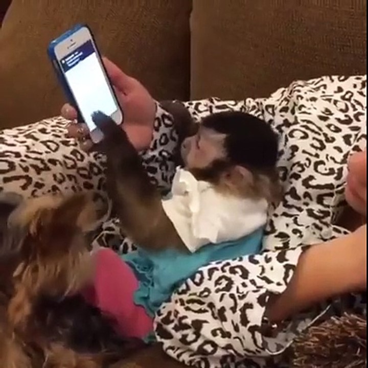 Learn From This Monkey  How To Play A Game Fast