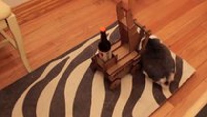 This bunny is a hero﻿