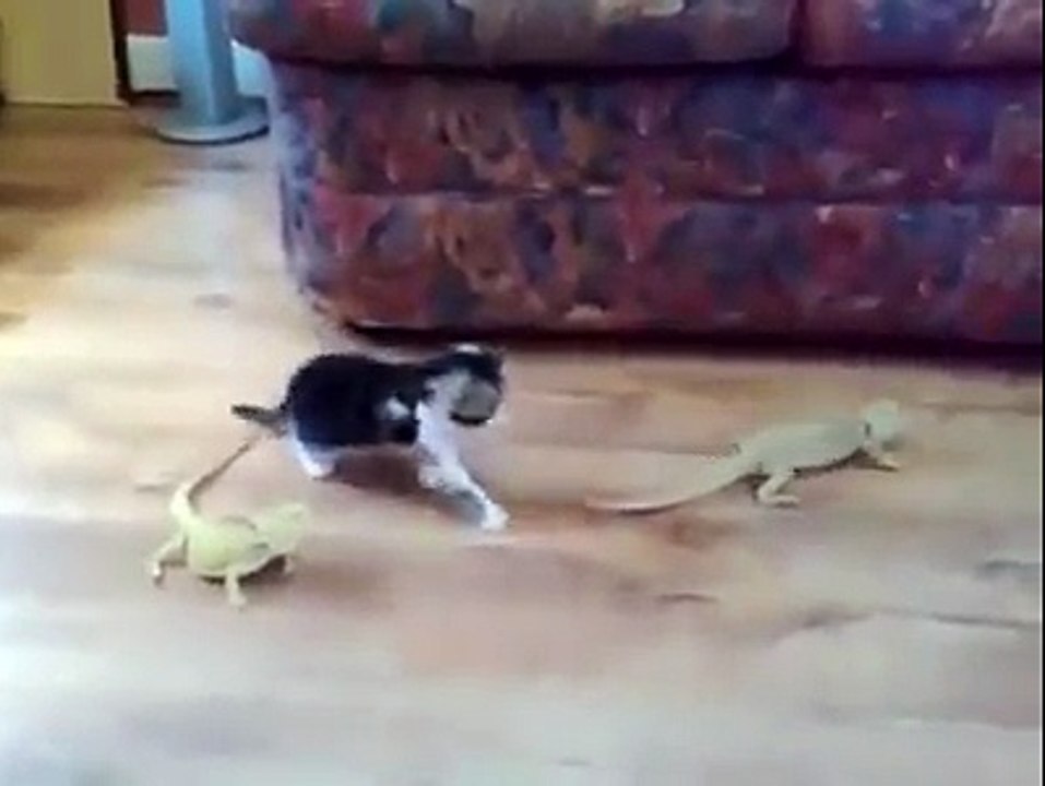 Gatto VS Iguana