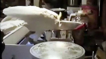 Android BFFs- Bird Feed Dailymotion