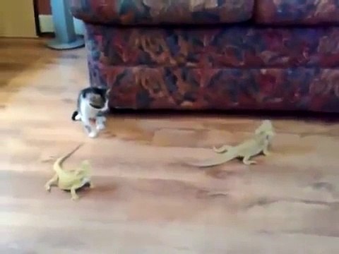 Kitten vs lizard - very funny - Котенок против ящерицы - прикол !