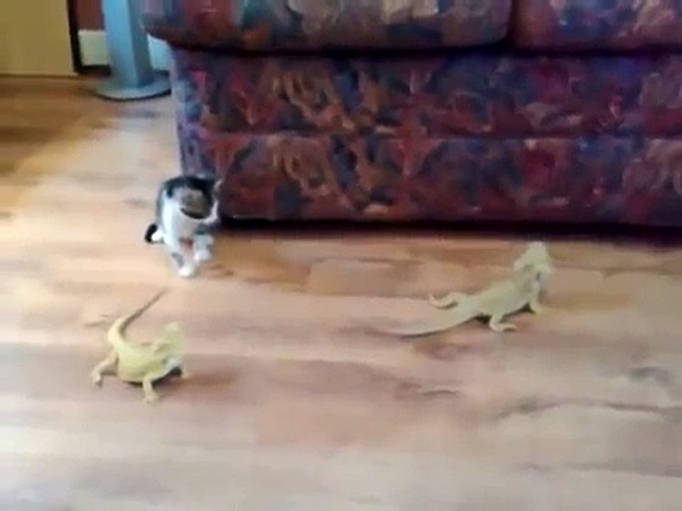 Kitten vs lizard - very funny - Котенок против ящерицы - прикол !