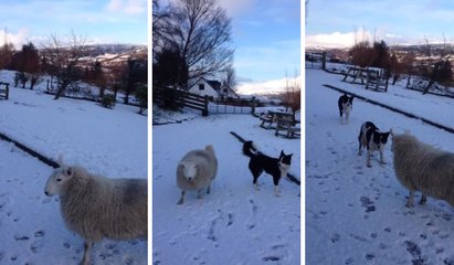 Pet le mouton devenu chien de berger