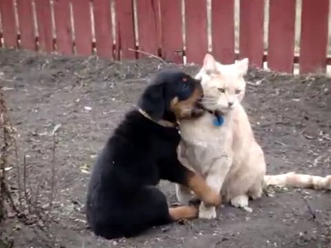 Rottweiler Puppy vs Cat - щенок достает кота - прикол!