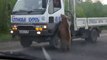 Bear cubs beg on road in Russia - Медвежата просят еду у водителей.