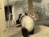 Yavru Pandaların güldüren kaydırak mücadelesi