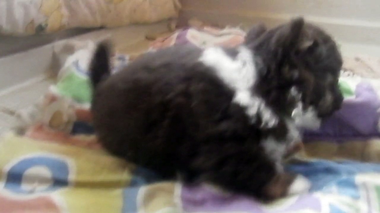 luna