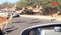 Holy Crap Cheetah Chases An Impala Into A Tourist s Car Pretty Wild Footage