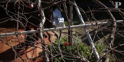 SYRIZA : PROGRAMA, PARTIDO E AS PESSOAS