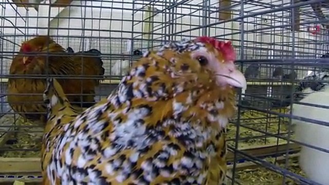 The Headless Chicken That Lived For 18 Months